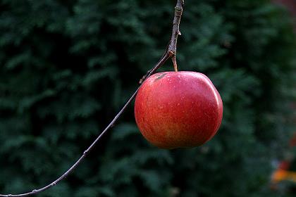 Winterapfel